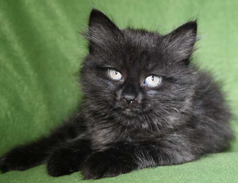 Sibirisk kattunge Lowell
