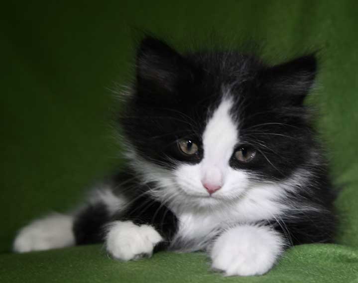Sibirisk kattunge Lewis