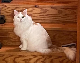 Sibirisk katt Hermes
