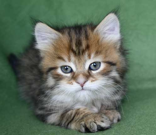 Sibirisk kattunge Mimas
