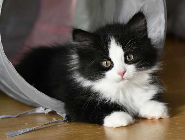 Sibirisk kattunge Lewis