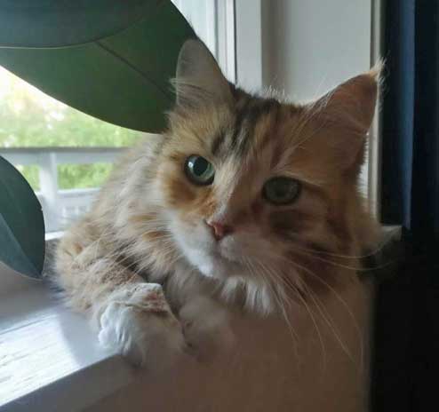 Sibirisk katt Dani