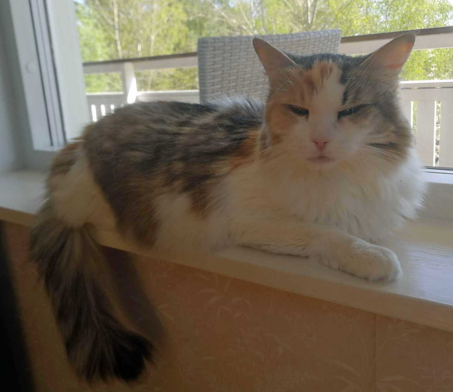 Sibirisk katt Colbie