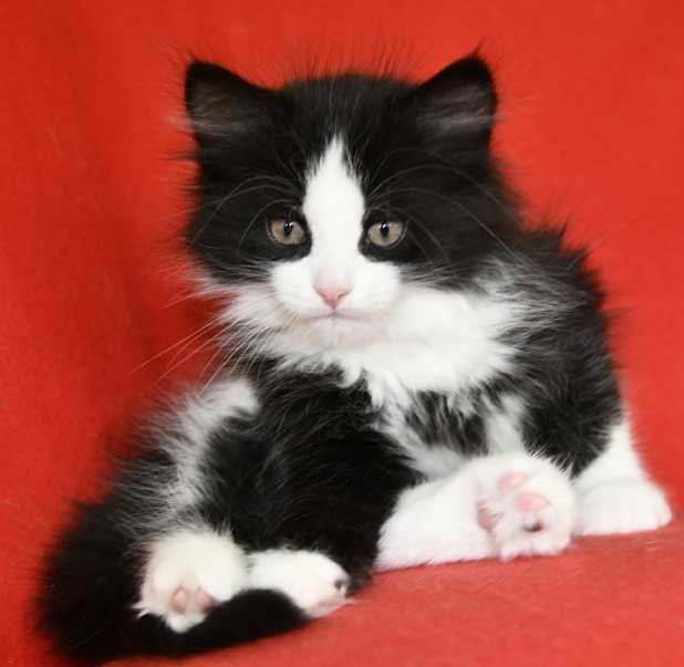 sibirisk kattunge Lewis