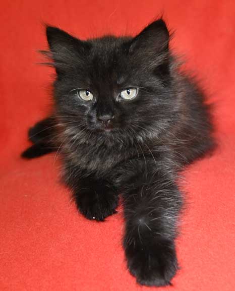 Sibirisk kattunge Lowell