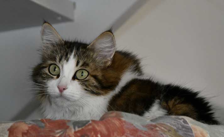 Sibirisk katt Vickie