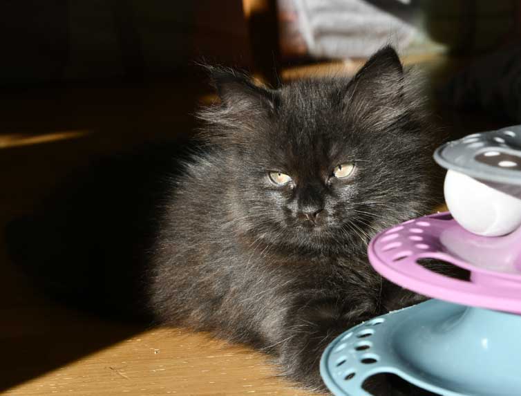 Sibirisk kattunge Lowell