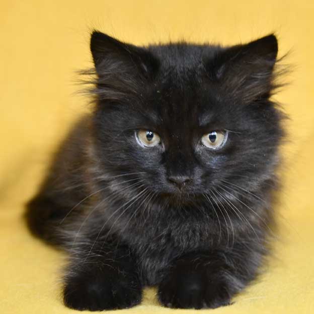 Sibirisk kattunge Lowell