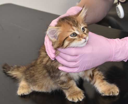 Sibirisk kattunge Mimas