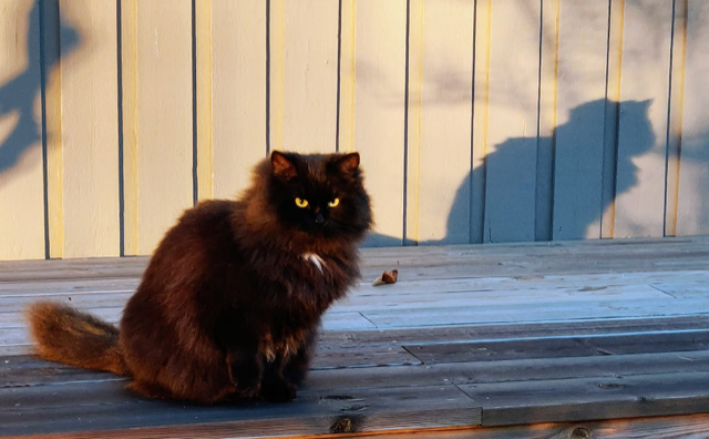 Sibirisk katt Wise