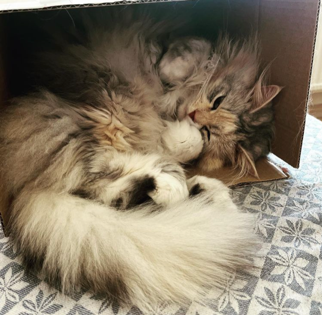 Sibirisk katt Xui
