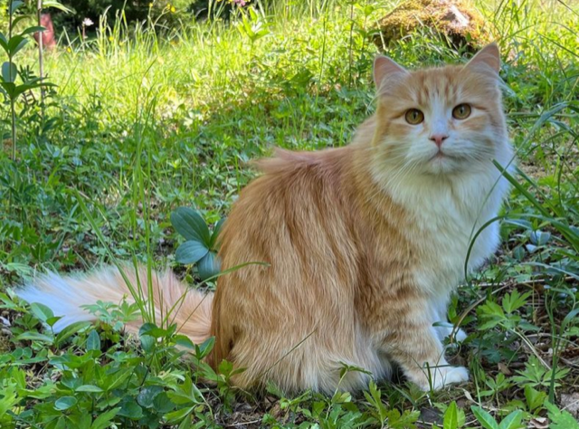 Sibirisk katt Flynn