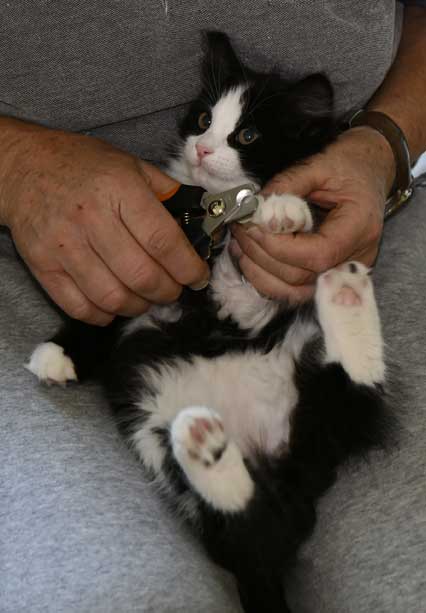 Sibirisk kattunge Lewis