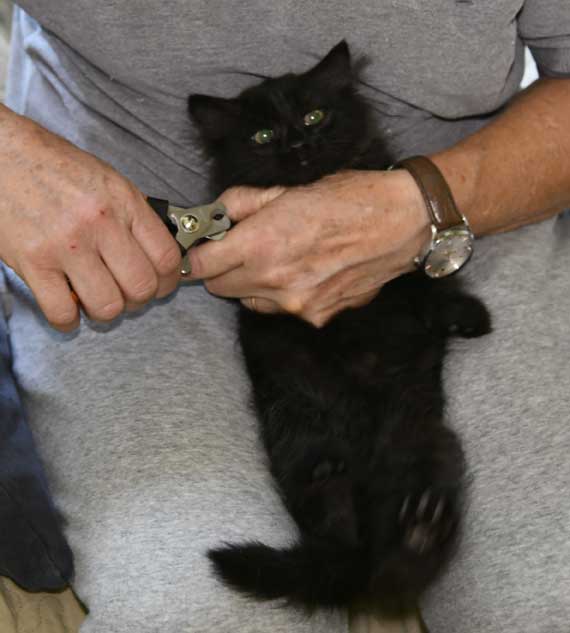 Sibirisk kattunge Lowell