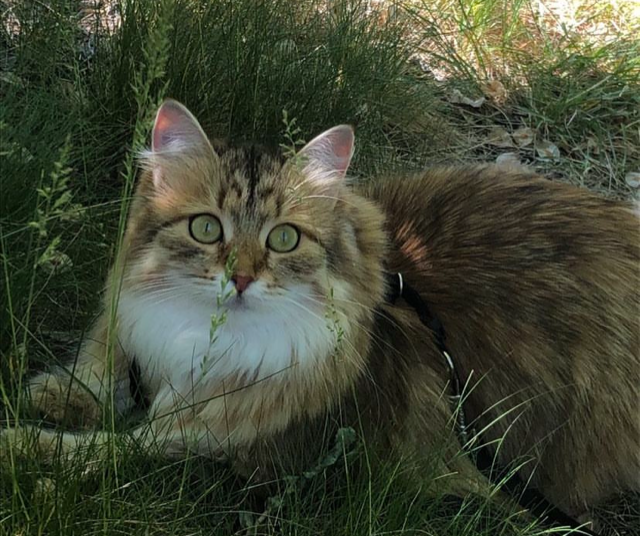 Sibirisk katt Fujita