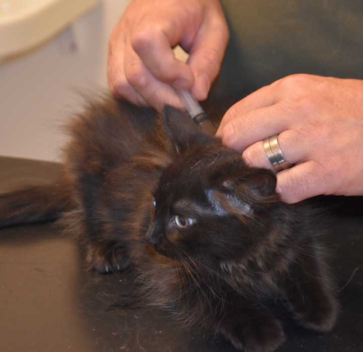 Sibirisk kattunge Lowell