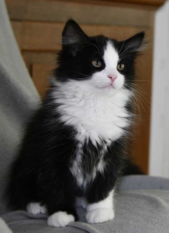 Sibirisk kattunge Lewis