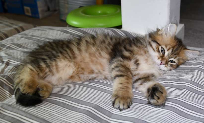 Sibirisk kattunge Mimas