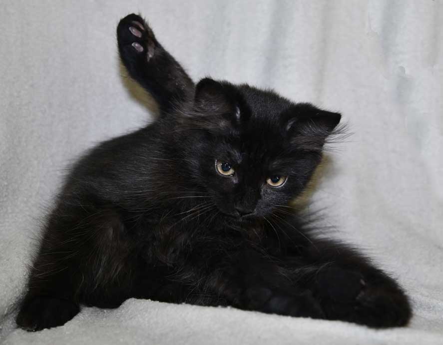 Sibirisk kattunge Lowell