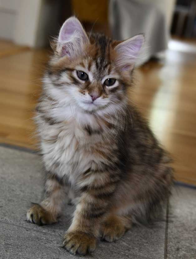 Sibirisk kattunge Mimas