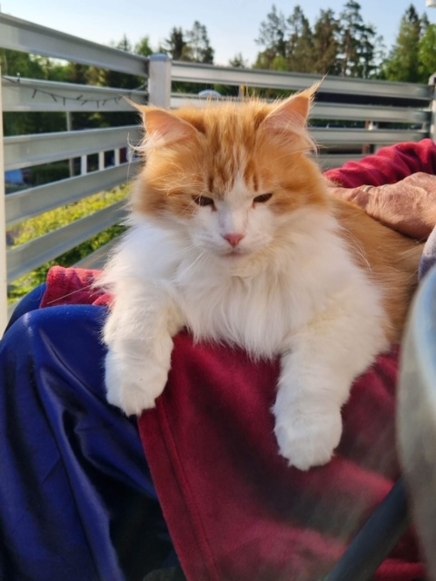 Sibirisk katt Rost