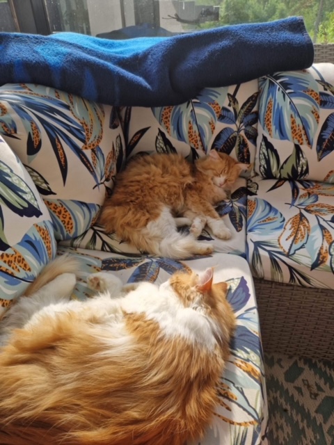 Sibirisk katt Rost o Neptune