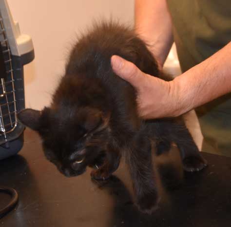 Sibirisk kattunge Lowell