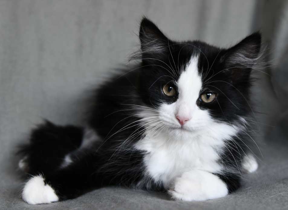 Sibirisk kattunge Lewis
