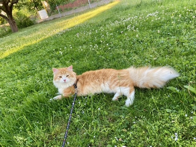 Sibirisk katt Izar