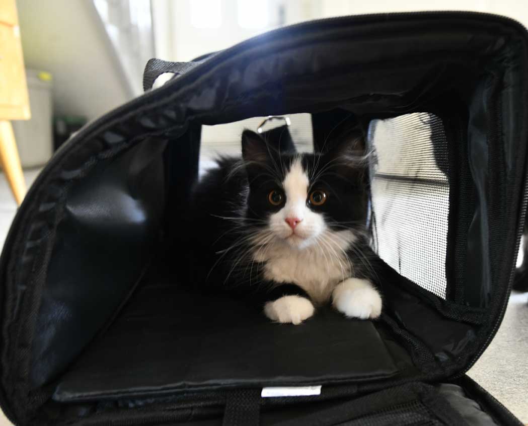 Sibirisk kattunge Lewis