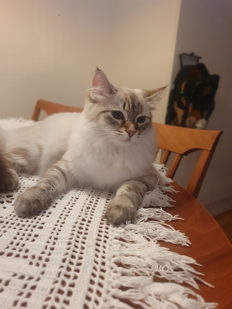 Neva Masquerade kattunge Doris