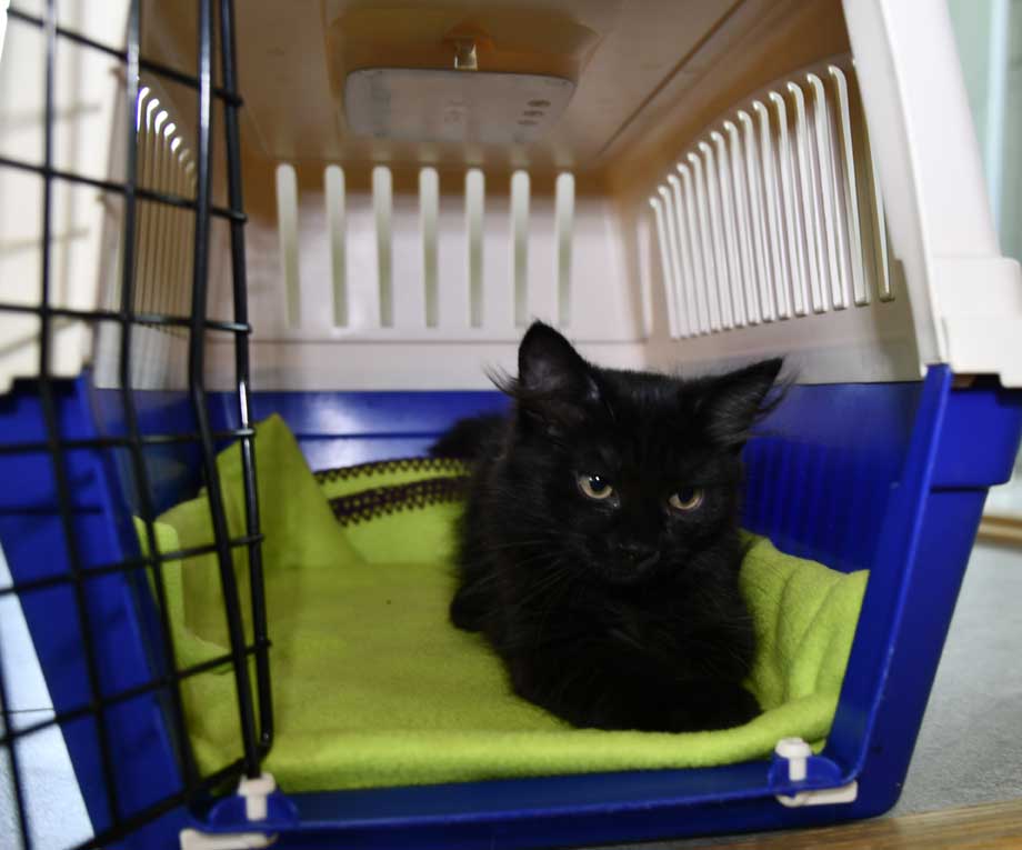 Sibirisk kattunge Lowell