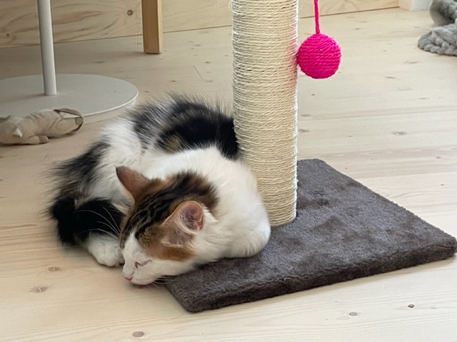 Sibirisk katt Lyman