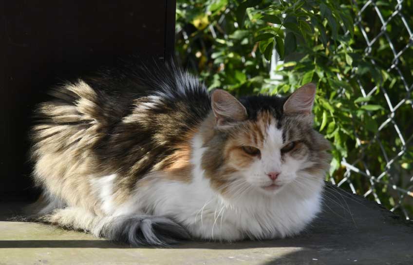 Sibirisk katt Colbie