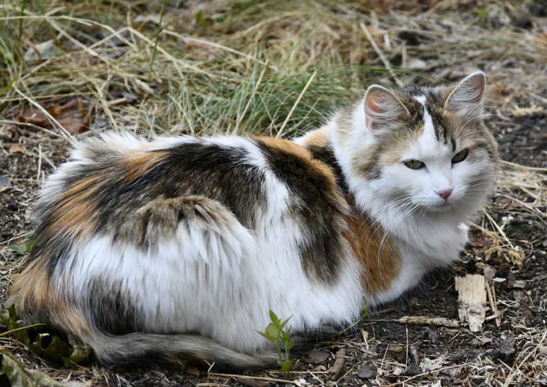 Sibirisk katt Tracie