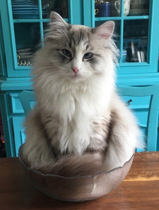 Sibirisk katt Halleys