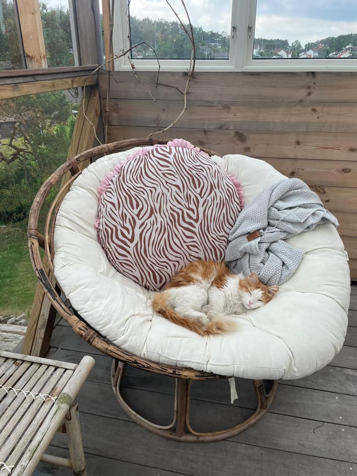 Sibirisk katt X