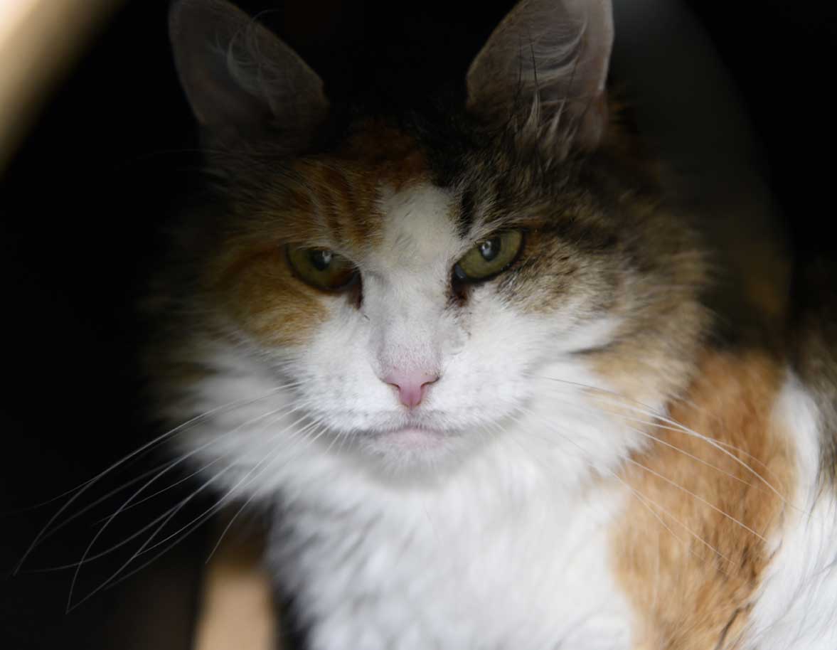 Sibirisk katt Colbie
