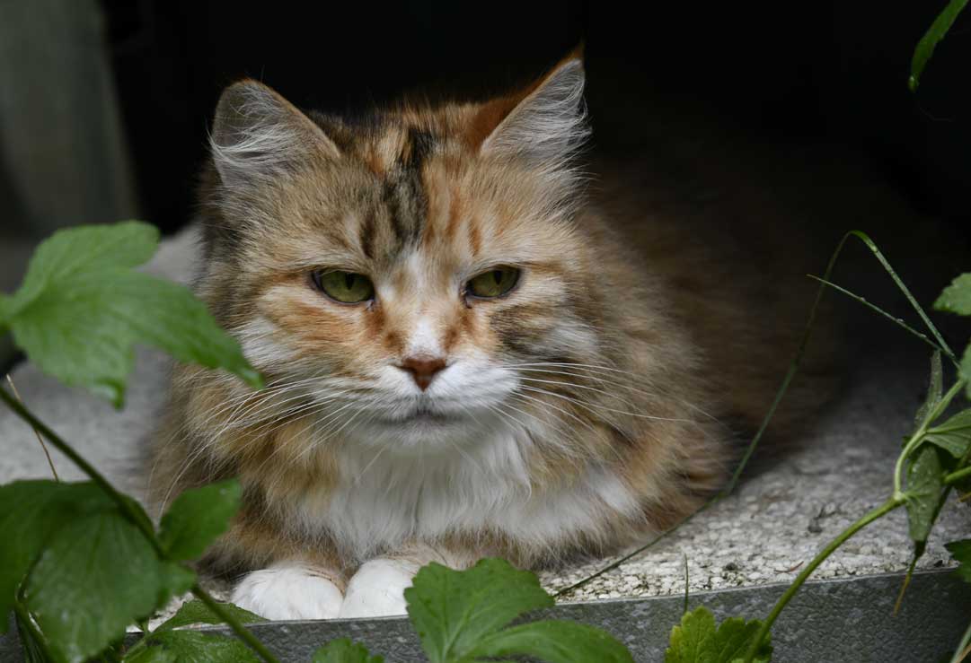 Sibirisk katt Dani