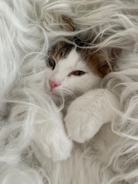 Sibirisk katt Lyman