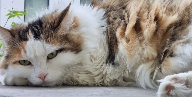 Sibirisk katt Pandora