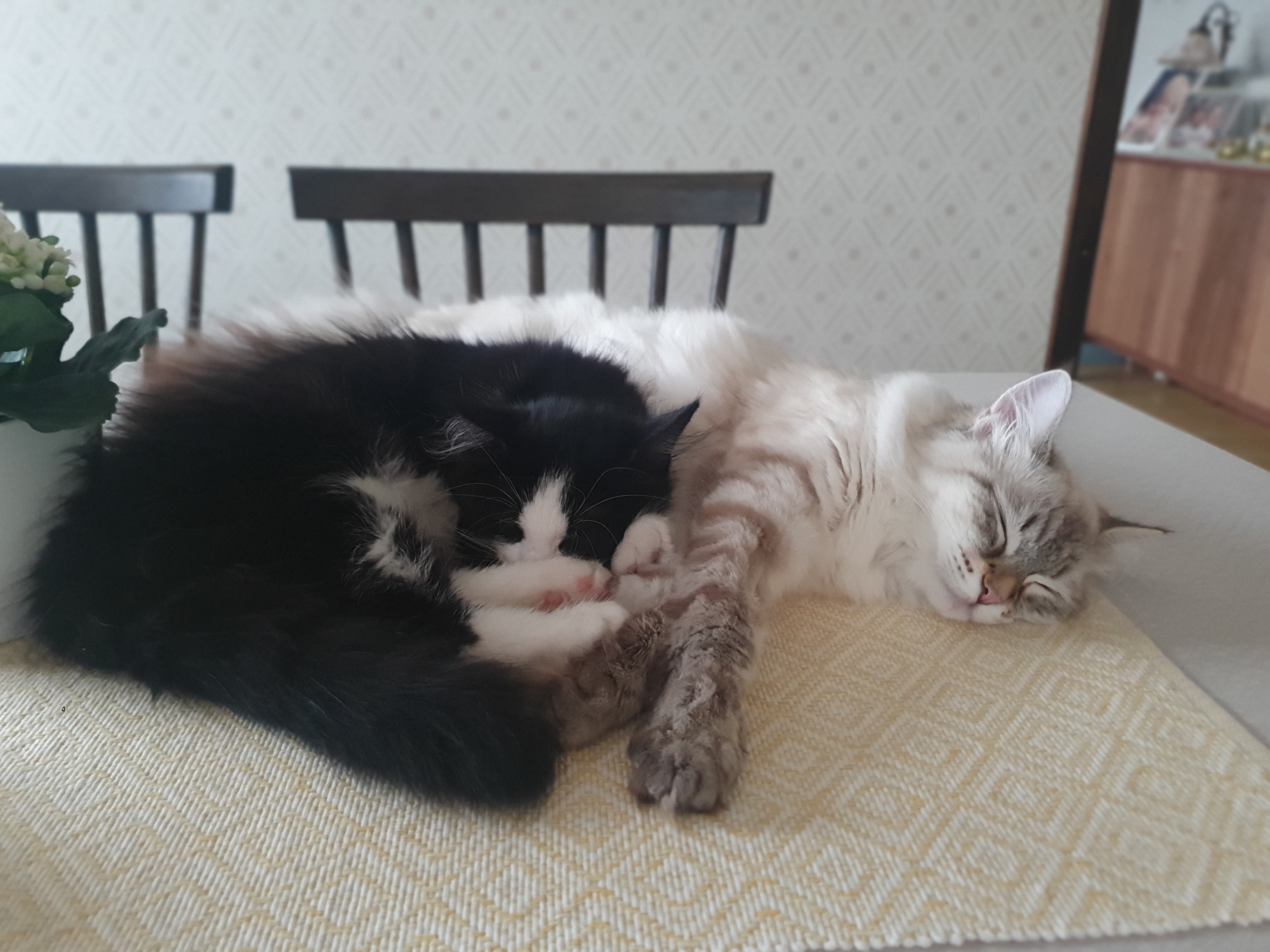 Sibirisk katt Neva Lewis Kate
