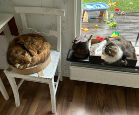 Sibirisk katt Ul Pluto