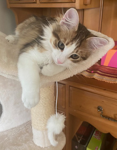 Sibirisk katt Lambert