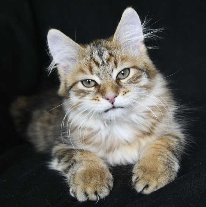 Sibirisk kattunge Mimas