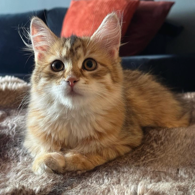 Sibirisk kattunge Mneme