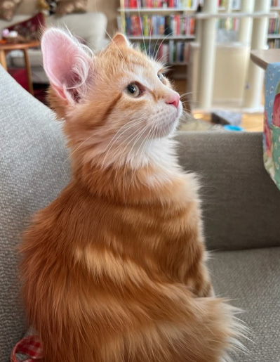 Sibirisk kattunge Metis