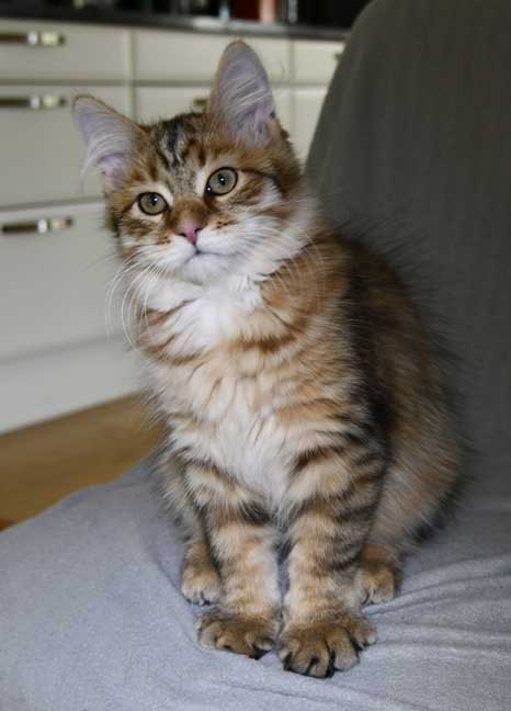 Sibirisk kattunge Mimas