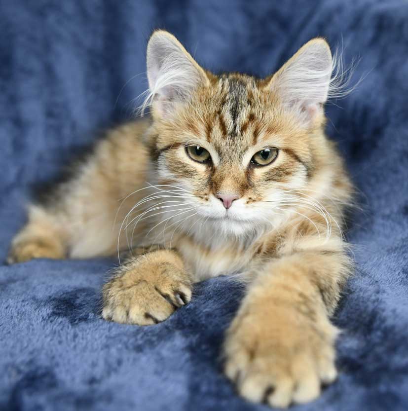 Sibirisk kattunge  Mimas