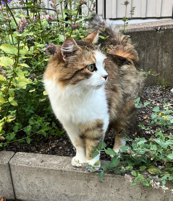 Sibirisk katt Ricco